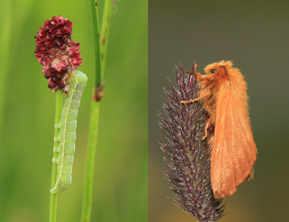 Macro vlinder rups