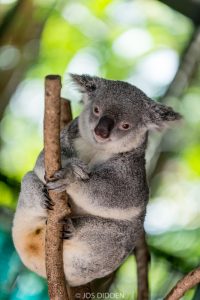 Koala