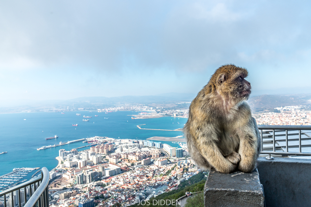 Berber-aap in Gibraltar