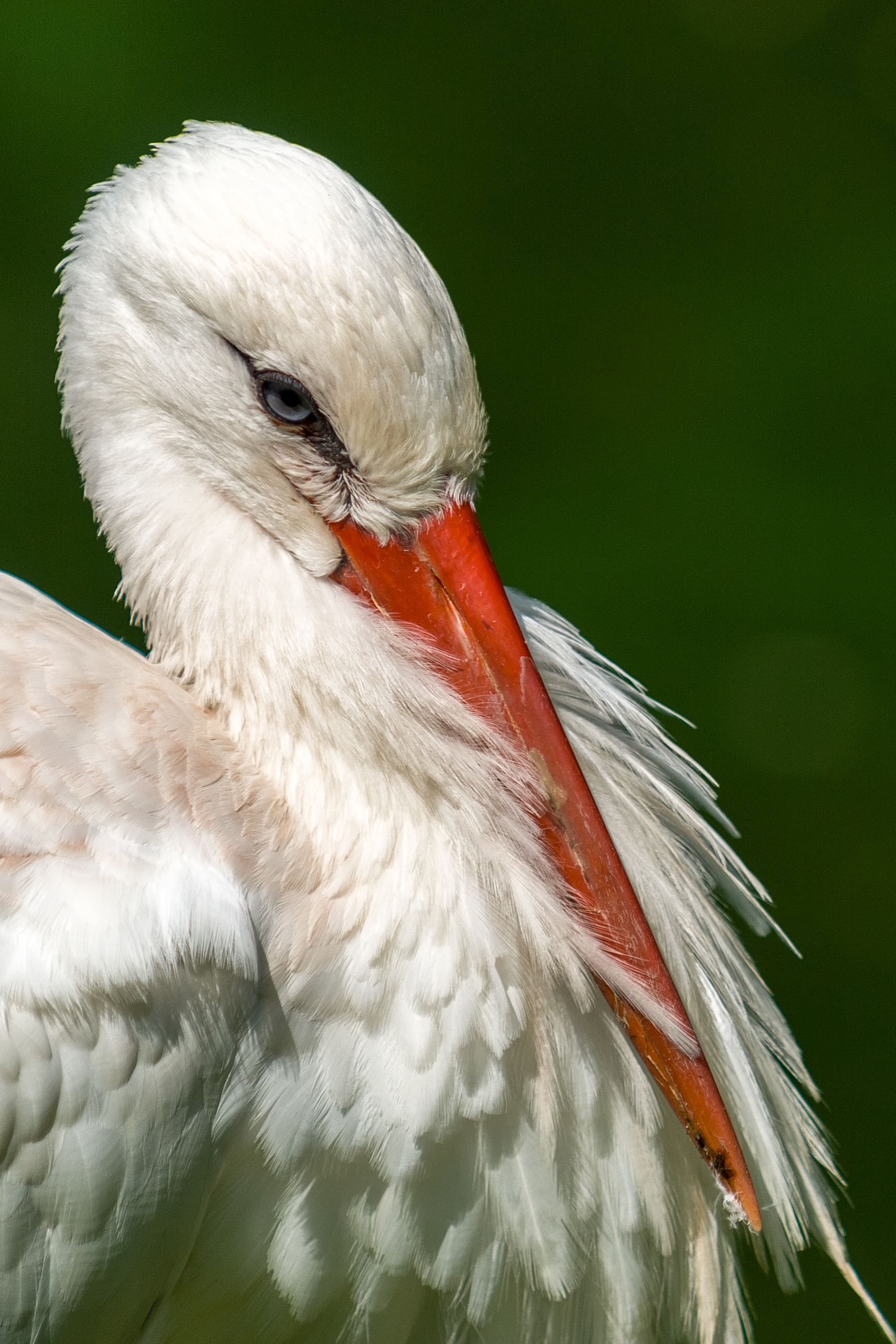 Vogelpark Walsrode