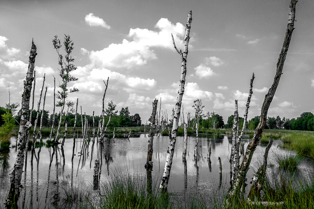 Bargerveen